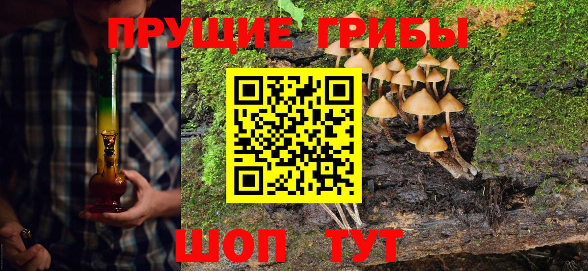 Псилоцибиновые грибы Cubensis  Вход с VPN  Горно-Алтайск 